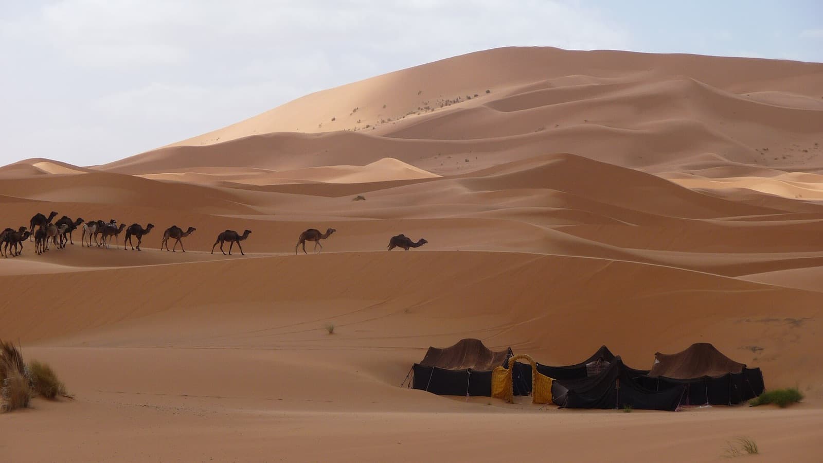 A camel train arriving at a desert camp in Erg Chebbi